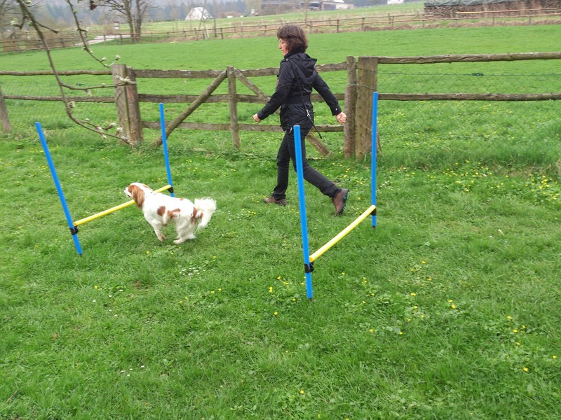 Hundpunkt – Agility(huerden)