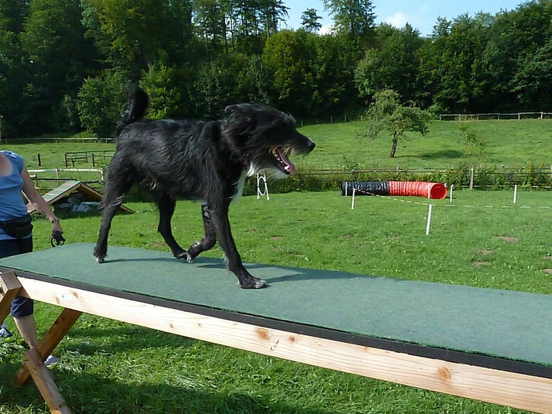 Hundpunkt – Leistungen & Preise